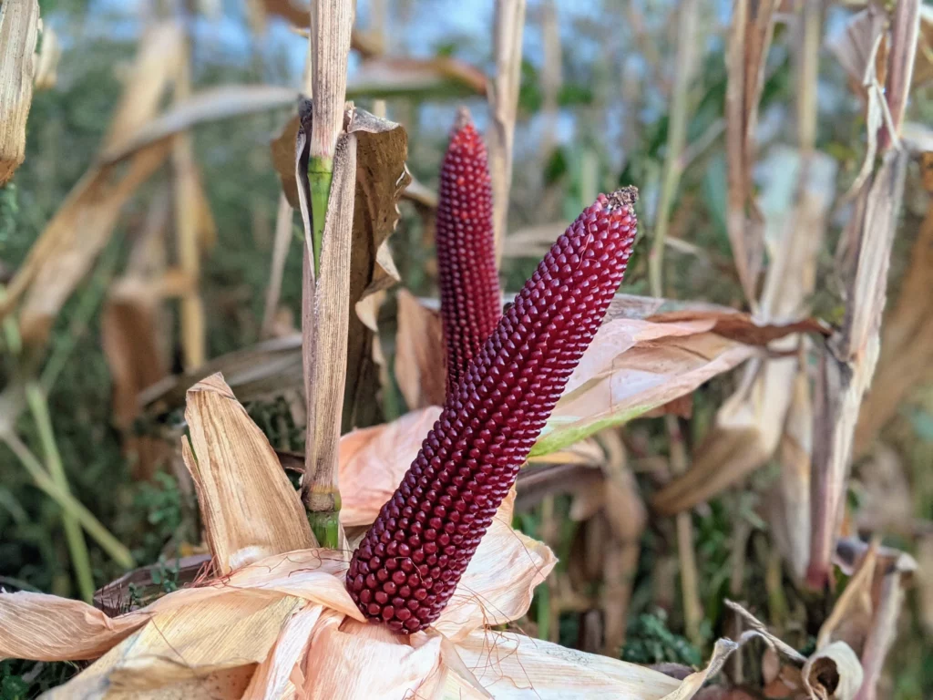 Homestead Popcorn