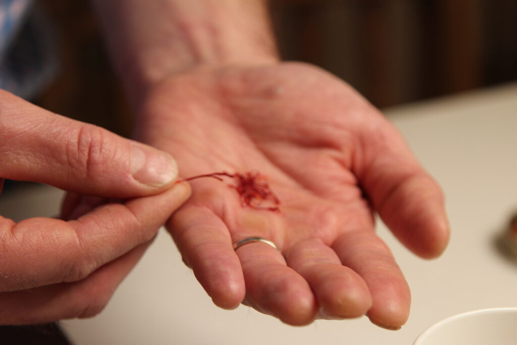 Senga_Saffron_aboutme1